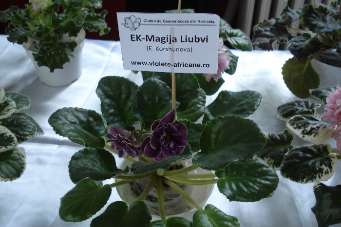 flori 148 - Expo iunie 2011