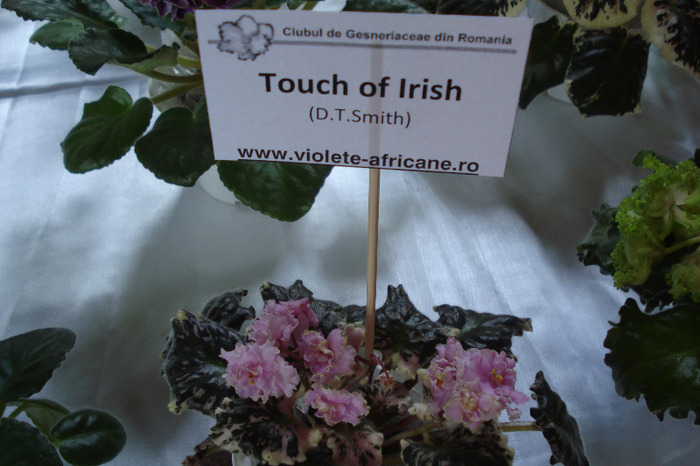 flori 149 - Expo iunie 2011