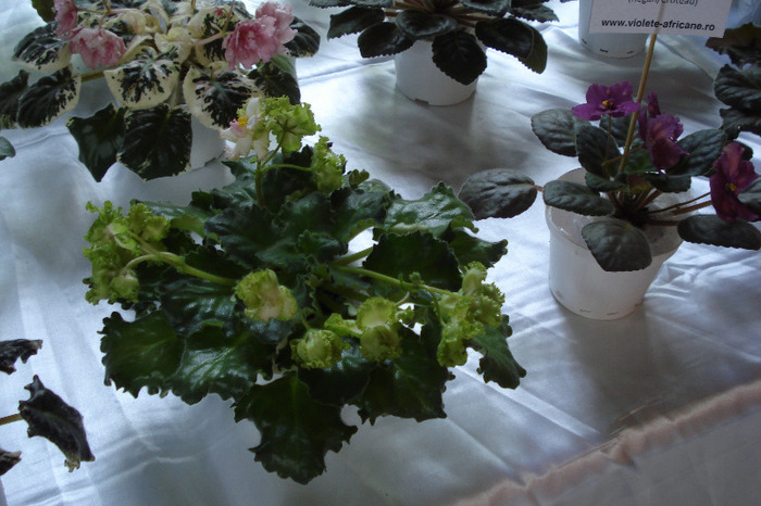 flori 150 - Expo iunie 2011