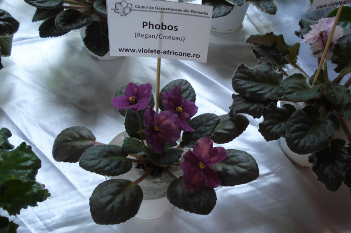 flori 151 - Expo iunie 2011