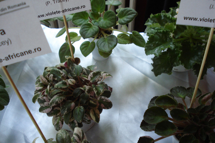 flori 159 - Expo iunie 2011