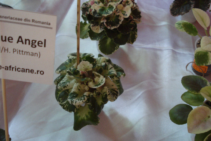 flori 164 - Expo iunie 2011