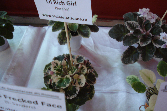 flori 165 - Expo iunie 2011