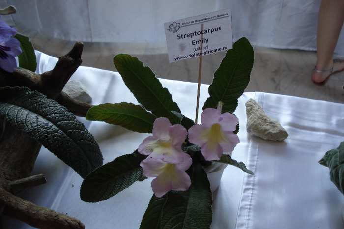 flori 166 - Expo iunie 2011