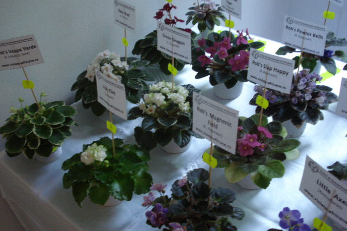 flori 169 - Expo iunie 2011