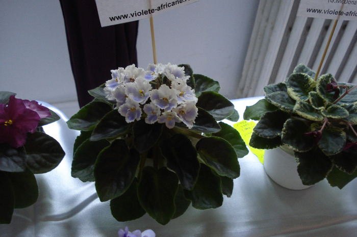 flori 171 - Expo iunie 2011