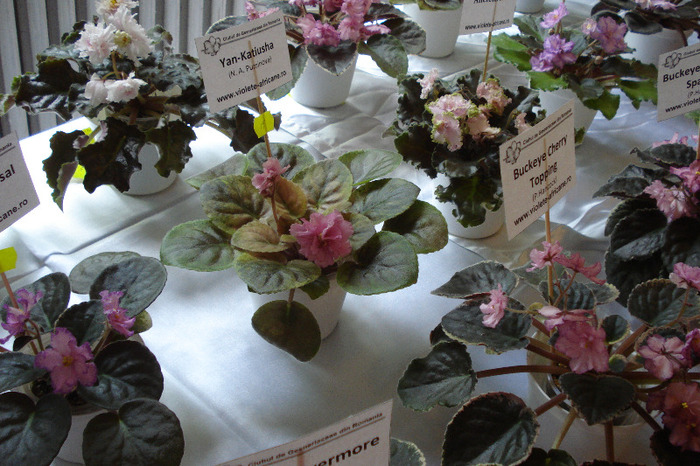 flori 172 - Expo iunie 2011