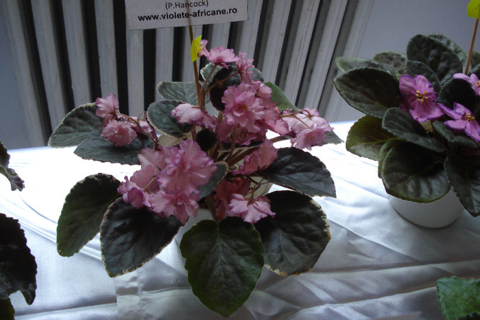 flori 174 - Expo iunie 2011
