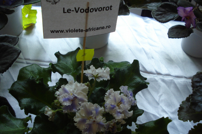 flori 178 - Expo iunie 2011