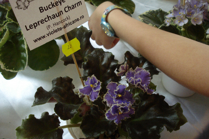 flori 181 - Expo iunie 2011