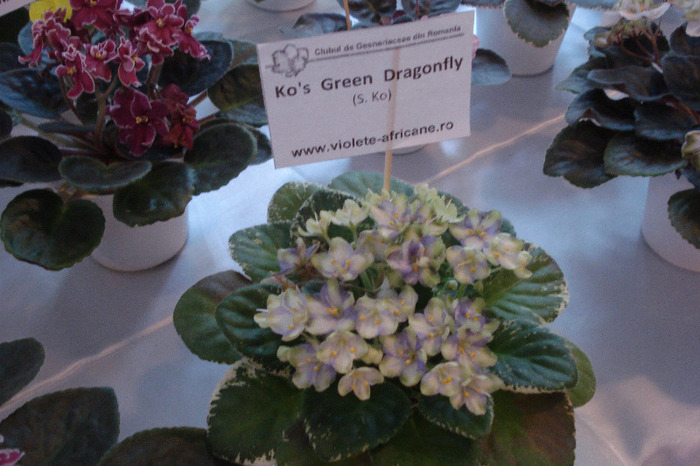 flori 185 - Expo iunie 2011
