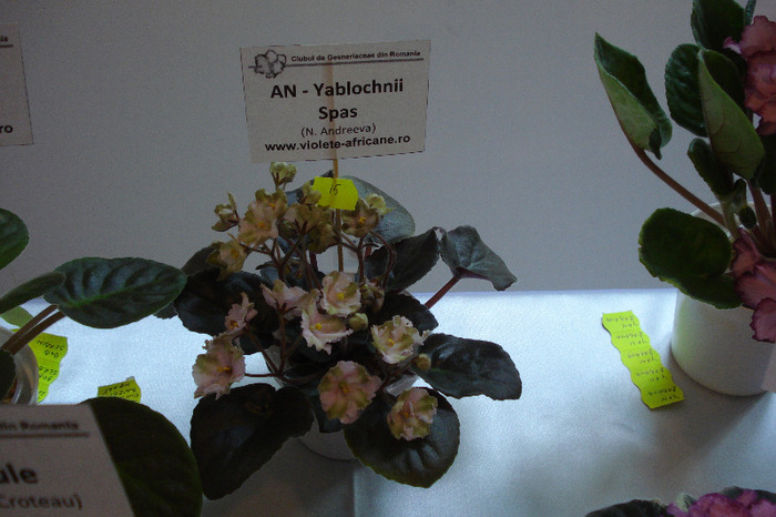 flori 187 - Expo iunie 2011