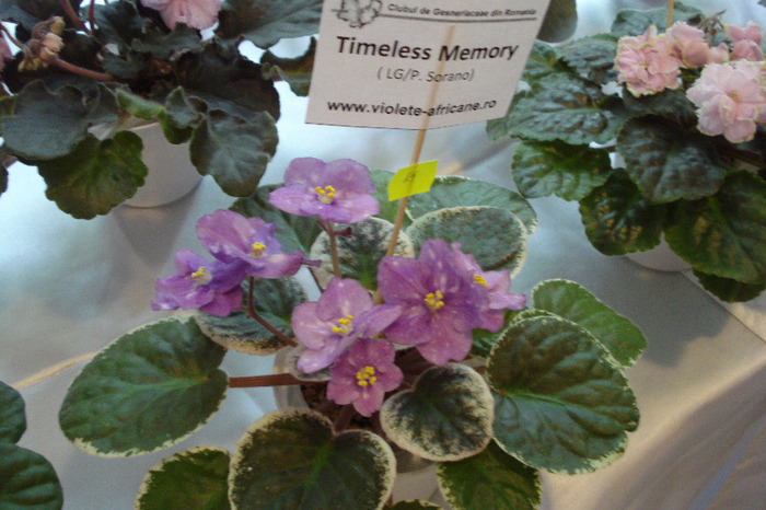 flori 189 - Expo iunie 2011