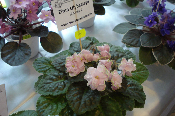 flori 190 - Expo iunie 2011