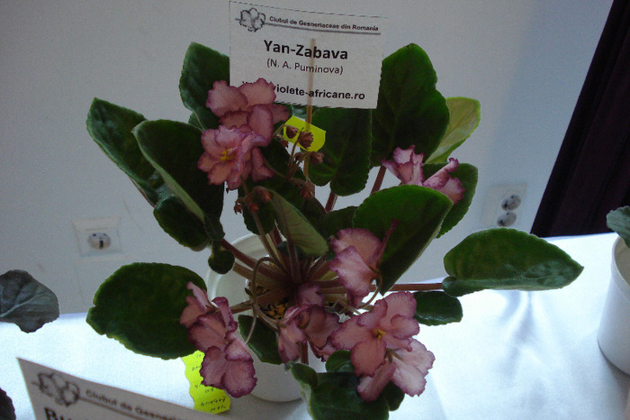 flori 191 - Expo iunie 2011
