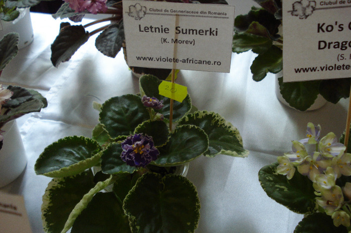 flori 192 - Expo iunie 2011