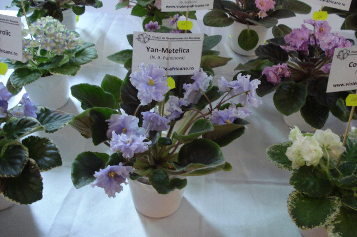 flori 193 - Expo iunie 2011