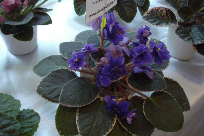 flori 194 - Expo iunie 2011