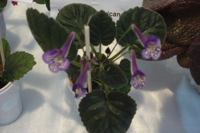 flori 199 - Expo iunie 2011