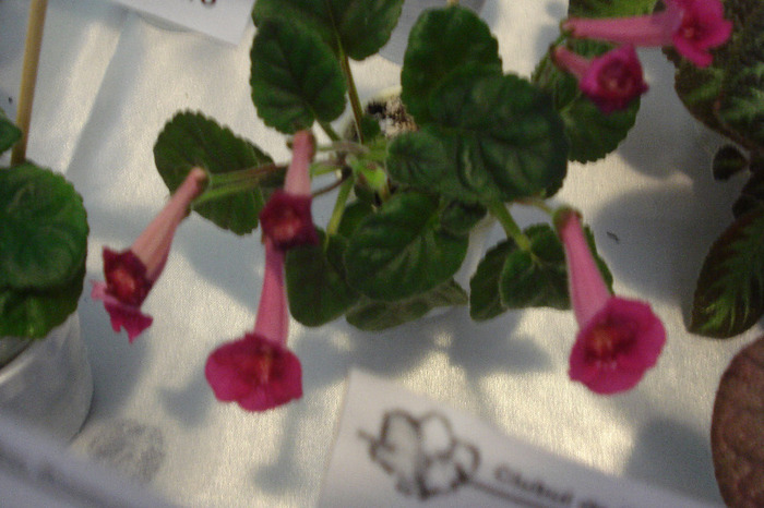 flori 201 - Expo iunie 2011