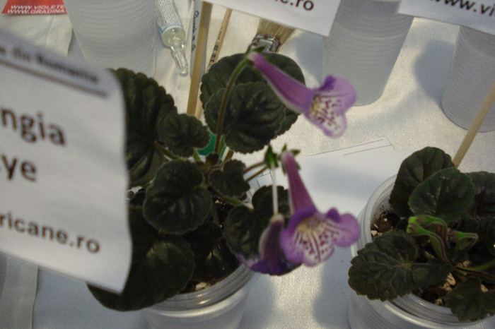 flori 203 - Expo iunie 2011