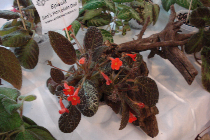 flori 205 - Expo iunie 2011