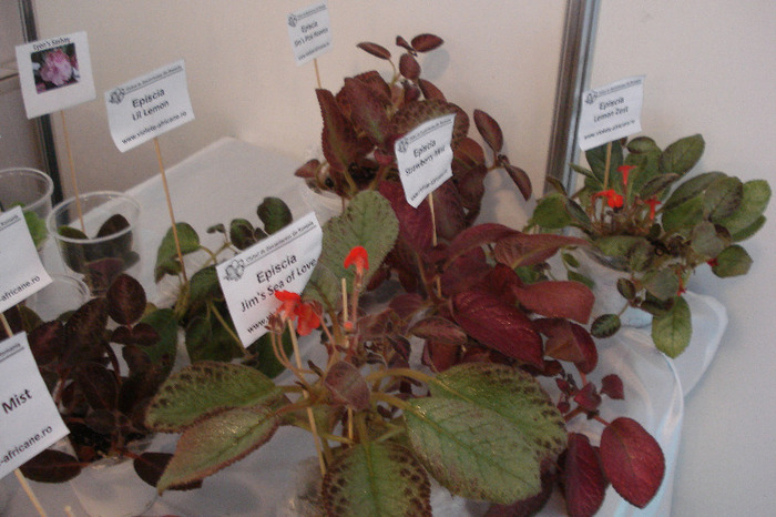 flori 206 - Expo iunie 2011