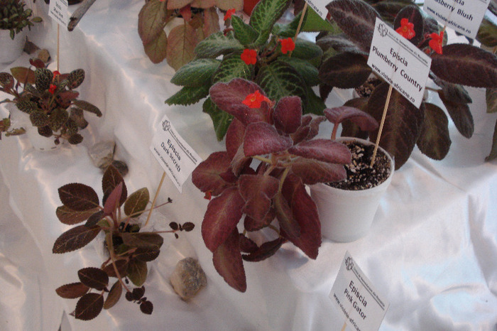 flori 212 - Expo iunie 2011