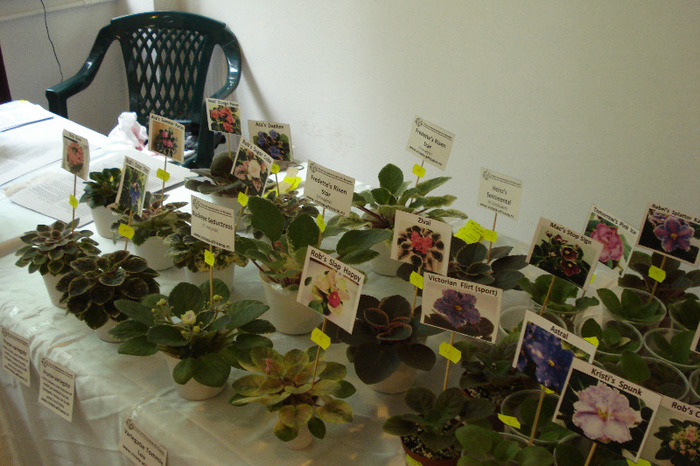 flori 214 - Expo iunie 2011