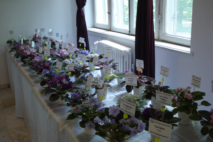 flori 215 - Expo iunie 2011