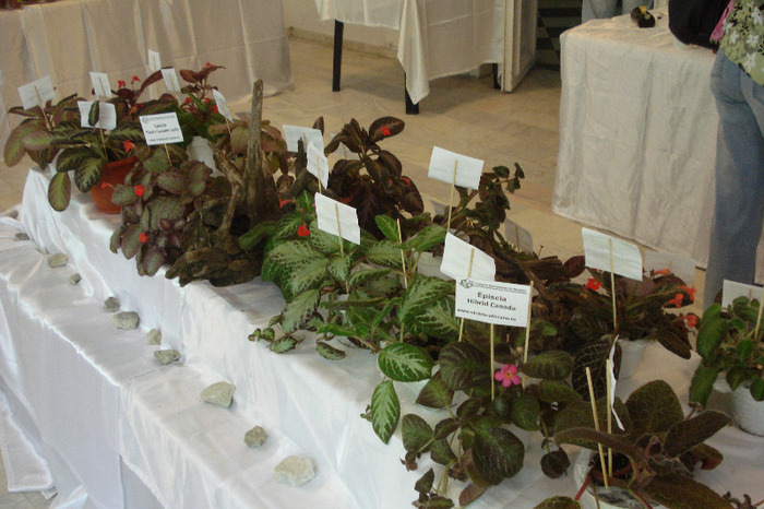 flori 217 - Expo iunie 2011