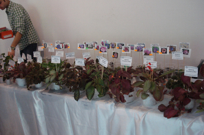 flori 218 - Expo iunie 2011