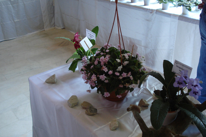 flori 220 - Expo iunie 2011