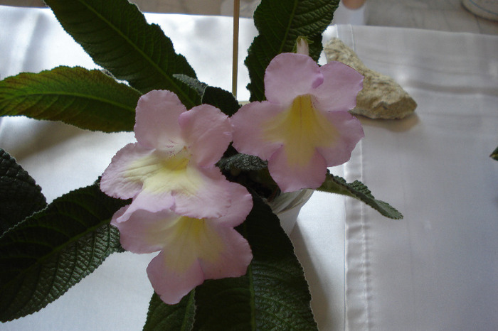 flori 228 - Expo iunie 2011