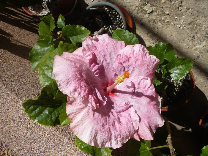 P1070571