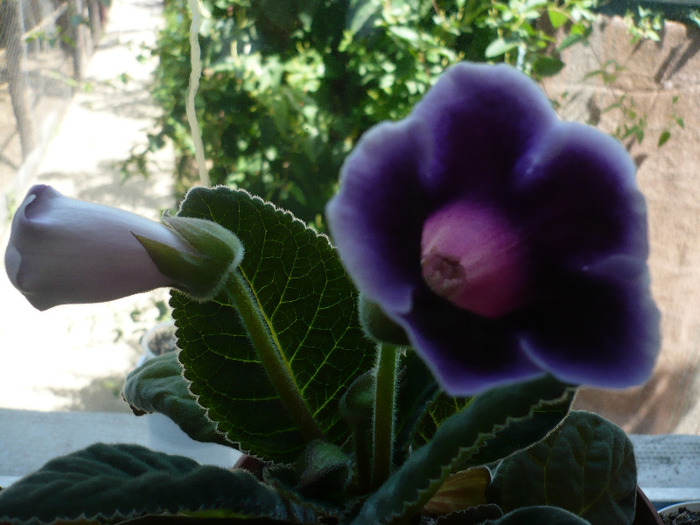 P1070578 - zzz-GLOXINIA SI MINISININGIA 2011-iesite din colectie