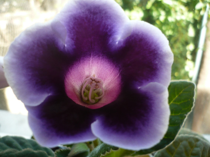 P1070579 - zzz-GLOXINIA SI MINISININGIA 2011-iesite din colectie