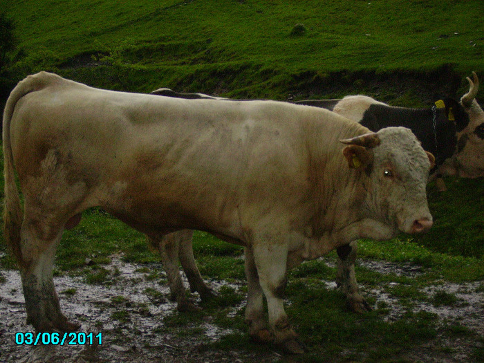 Zolika face curte - Stana noastra de vaci si oi 2010