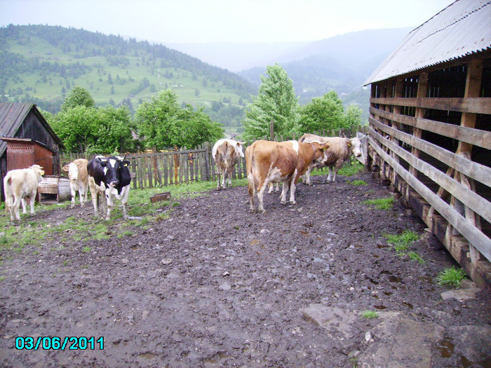 tt 012 - Stana noastra de vaci si oi 2010