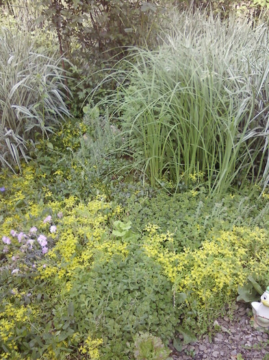  - Plante