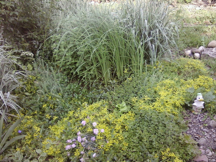  - Plante
