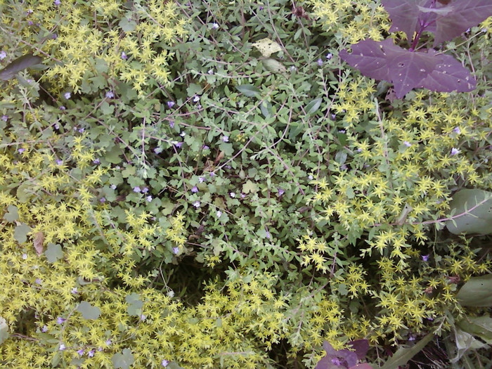  - Plante