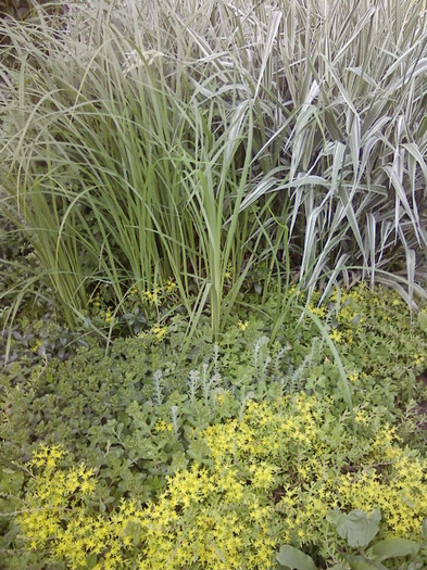  - Plante