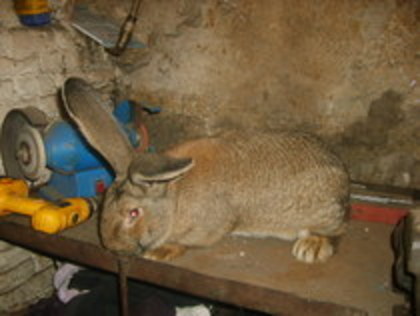 masc 1 an 300 ron - iepuri de vinzare  0761333434