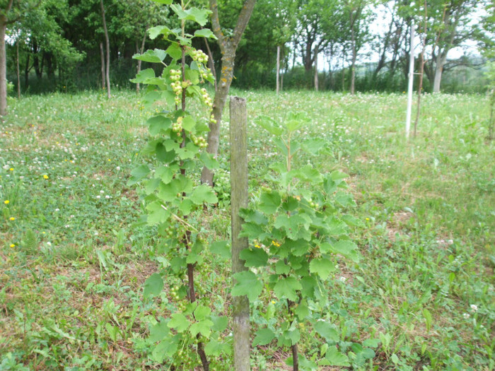 coacaz champagner - Achizitii Sieberz