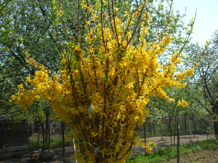 Forsythia - Flori 2011