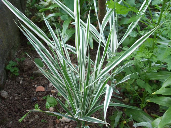 iarba ornamentala - Flori 2011