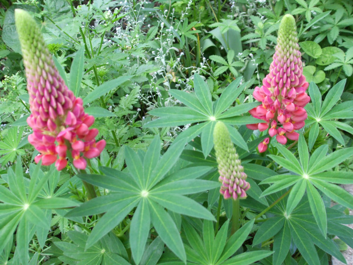 lupin - Flori 2011