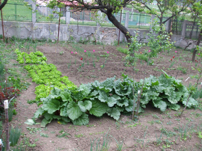 Rabarbar - Legume 2011