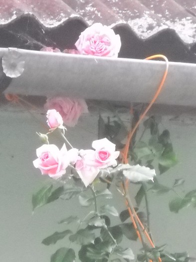 DSCN6248 - FLORI DIVERSE